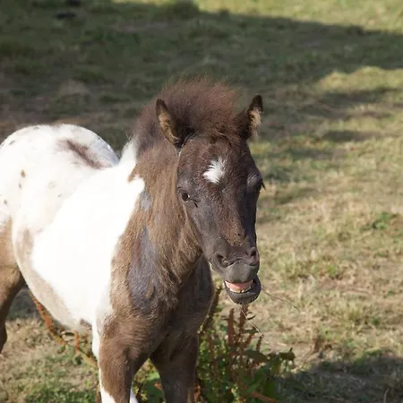 Privatunterkunft La Petite Chesnee *
