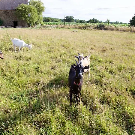 La Petite Chesnee