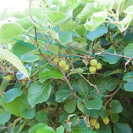 La Petite Chesnee Privatunterkunft *