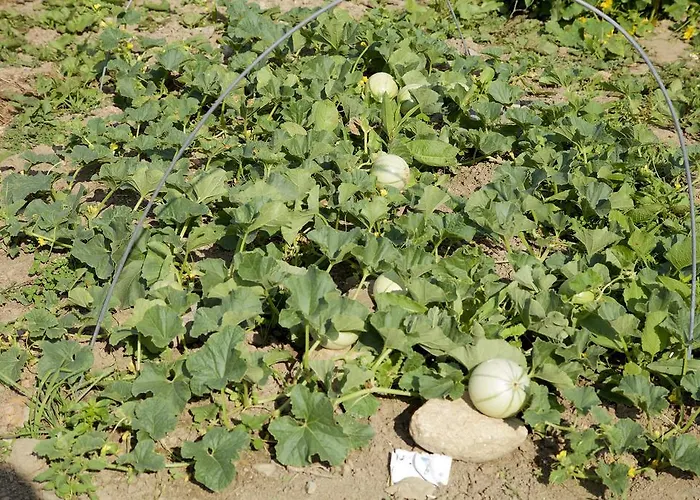 Rum i privatbostad La Petite Chesnee