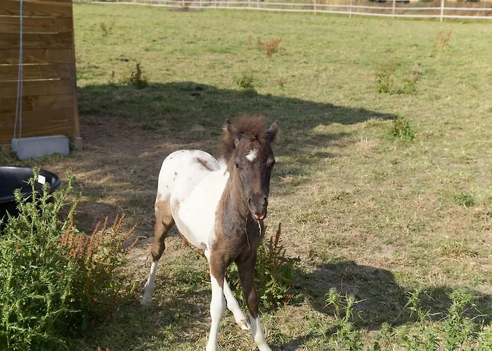 בית אירוח La Petite Chesnee