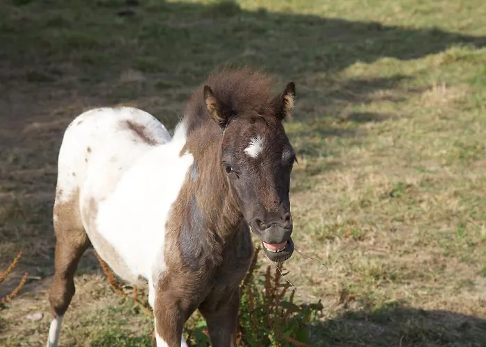 בית אירוח La Petite Chesnee *