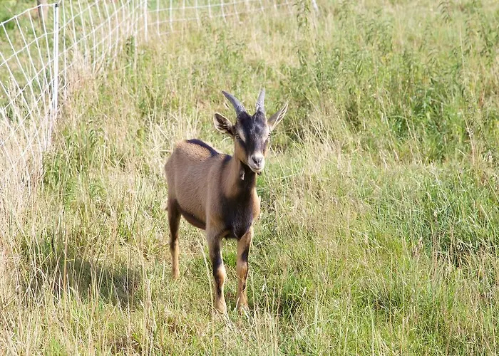 Rum i privatbostad La Petite Chesnee