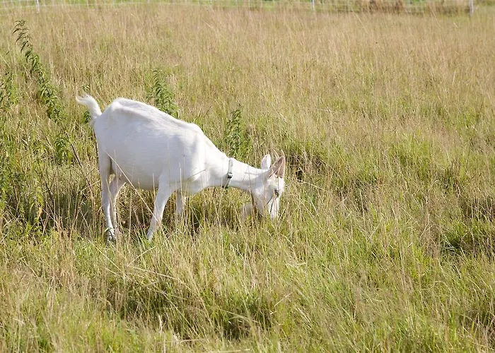 La Petite Chesnee בית אירוח Sacey