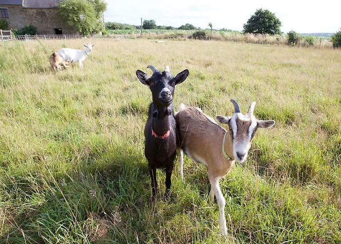 La Petite Chesnee בית אירוח