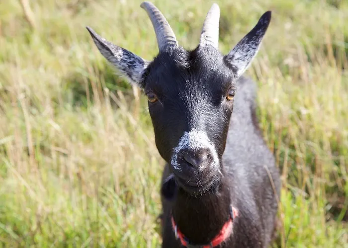 La Petite Chesnee בית אירוח *