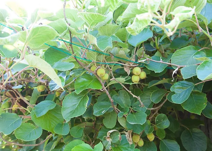 La Petite Chesnee Rum i privatbostad *