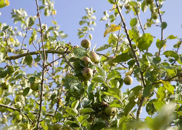 La Petite Chesnee Rum i privatbostad *